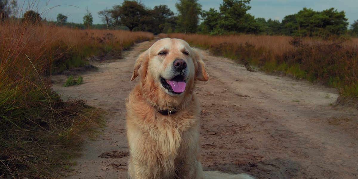 Northumberland S Best Dog Friendly Holiday Cottages