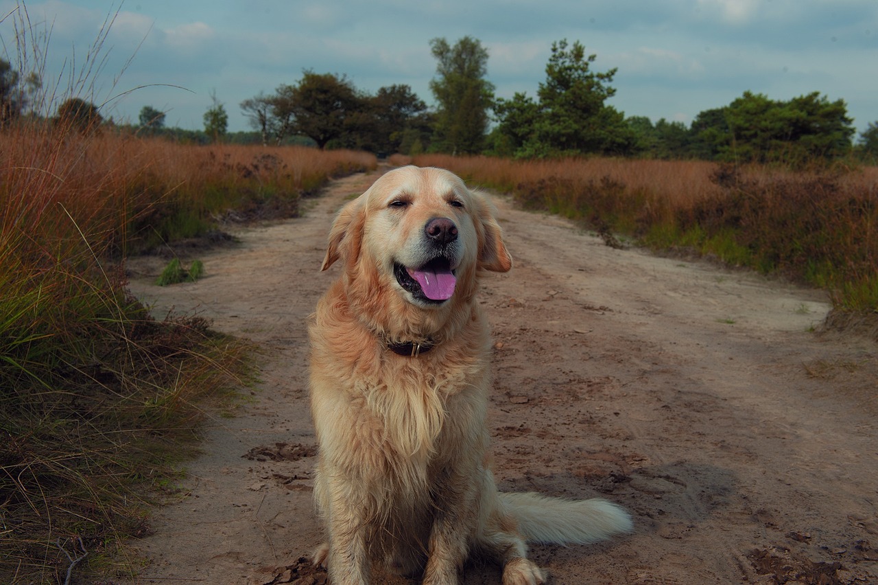 Northumberland S Best Dog Friendly Holiday Cottages