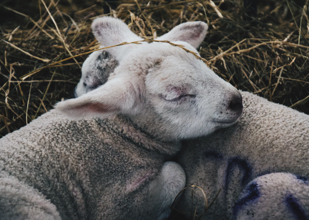 Lambs Northumberland