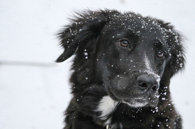 Dog Friendly Snow