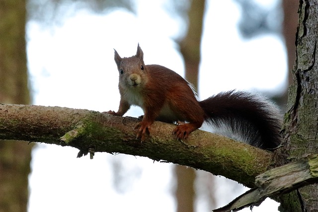 Red Squirrel