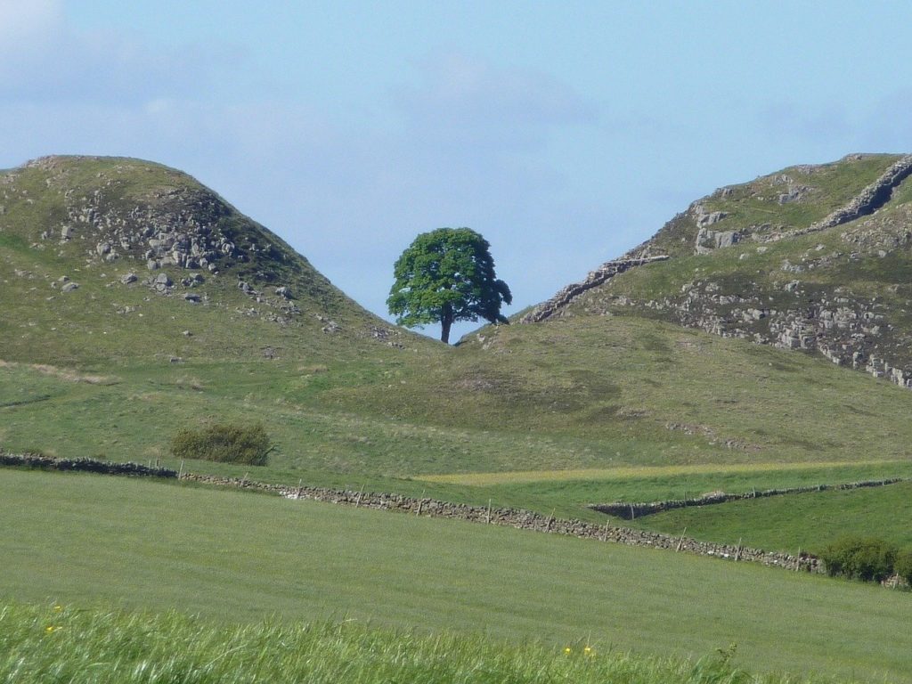 Sycamore gap