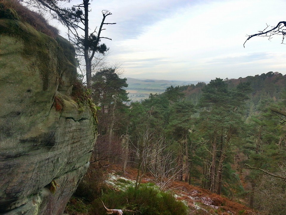 thrunton wood